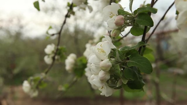 flowering apple tree sways in the wind