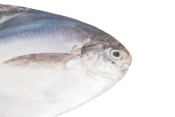 fresh pomfret isolated on a white background
