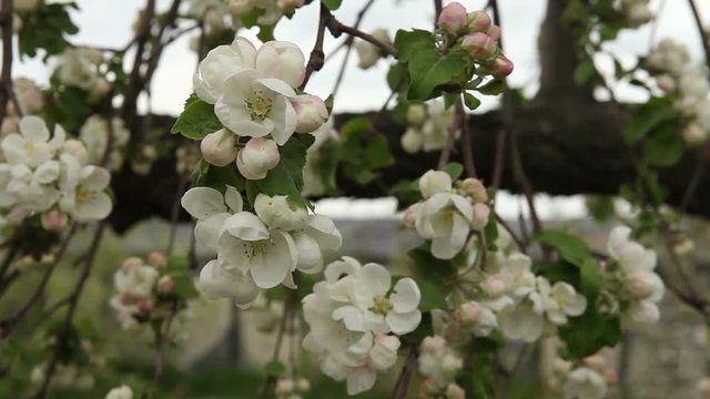 flowering apple tree sways in the wind