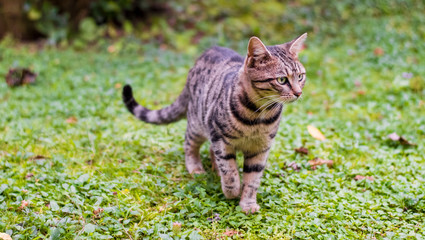 Cat walking on green grass