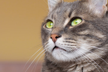 Fototapeta premium Portrait of a domestic cat with green eyes