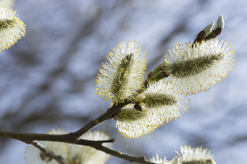 Willow Flowers Close Up