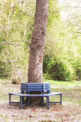 Bench around Oak tree Stem