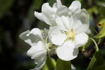Fototapeta na wymiar Apple blossom 