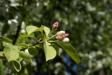 Apple blossom
