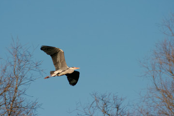 Heron in flight near nesting site