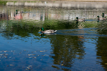 Ducks swimming in urban small lake at summer sunny day