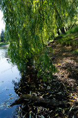 Willow branches near urban small lake coast at summer sunny day.