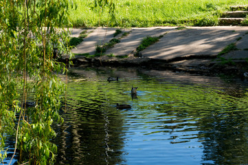 Urban old lake at summer sunny day with ducks