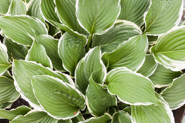 Green leaves wall background