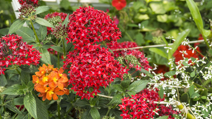 Colorful flowers  in the garden . Spring landscape