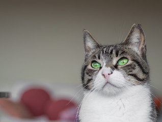 Portrait of a domestic cat with green eyes