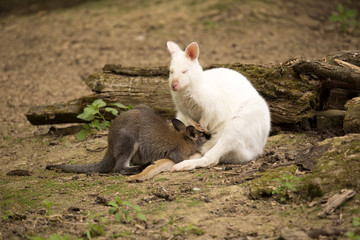 Bennett's wallaby, Macropus rufogriseus, a female with albino cub