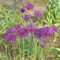 Fototapeta premium Zierlauch, Alium, Blüten