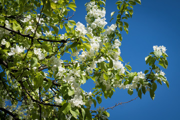 Apple blossom
