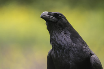 corvus corax