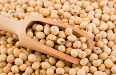 soy beans background