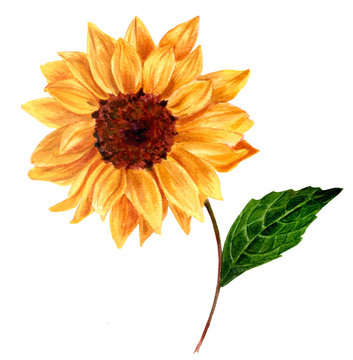 Hand drawn watercolor yellow sunflower on white background