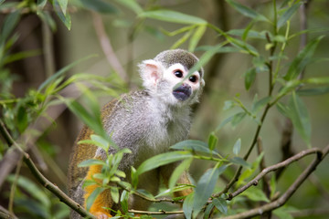 Common squirrel monkey, Saimiri sciureus is very moving primate