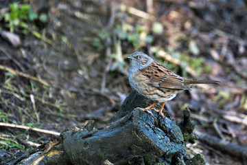 Hedge Accentor