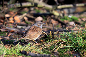 Hedge Accentor on the canopy floor