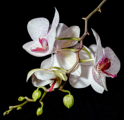 orchid black background