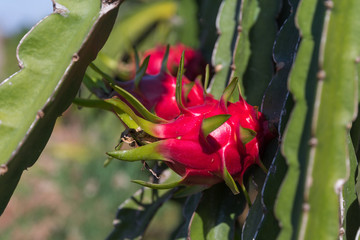 Dragon fruit or Pitaya Pitahaya plantation in Thailand Hylocercus undatus