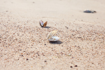empty shell of mollusk on the sandy beach