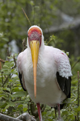 Painted Stork, Mycteria leucocephala in wedding dress