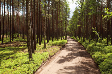 Fototapeta premium sandy rural road in pine forest