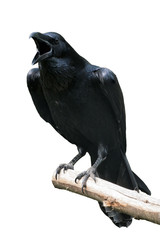 Raven Isolated - Raven calling out on Tree Branch