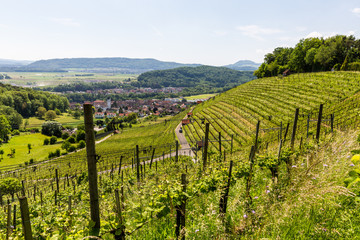Fototapeta na wymiar View to a vineyard in Birmenstorf, Switzerland