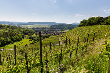 Fototapeta na wymiar View to a vineyard in Birmenstorf, Switzerland