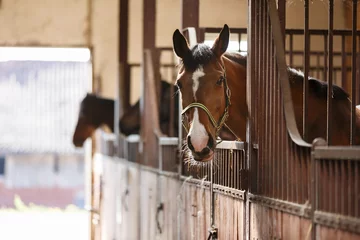 Foto op Plexiglas Paard in een stal © castenoid