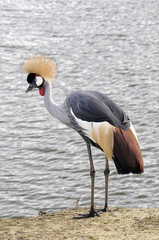 Grey Crowned Crane - African Crowned Crane