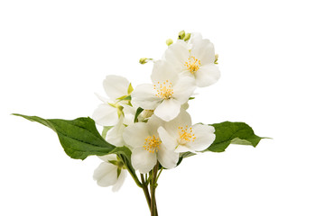 jasmine flower isolated