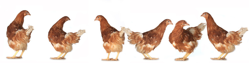 chicken-laying hens