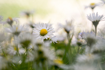 Gänseblümchenwiese im Wechsel mit Licht und Schatten © Girasole75