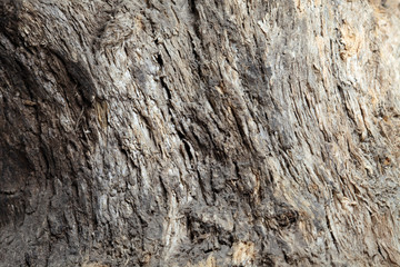 texture of an old tree