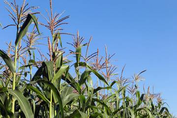 tassels of corn
