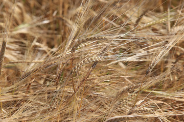 background of ripe wheat