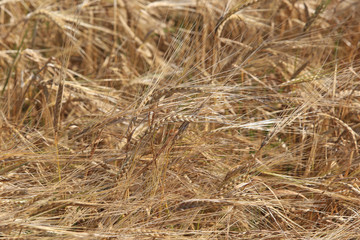 background of ripe wheat