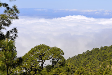 Fototapeta na wymiar Aerial view of forest of canarian pines (Pinus canariensis) above the clouds at Tenerife in the Spanish Canary Islands