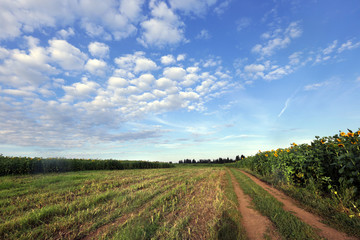 Walk in the fields