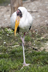 Painted Stork, Mycteria leucocephala in wedding dress