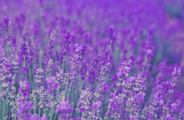 Lavender field - aromatic herbal plantation.