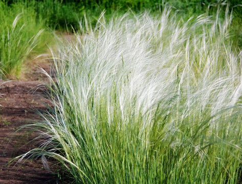Stipa or feather grass known as a needle grass.