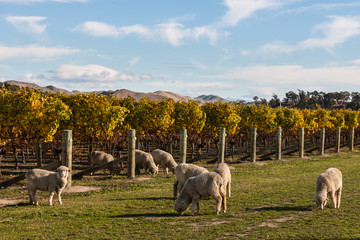 Naklejka premium flock of merino sheep grazing in vineyard