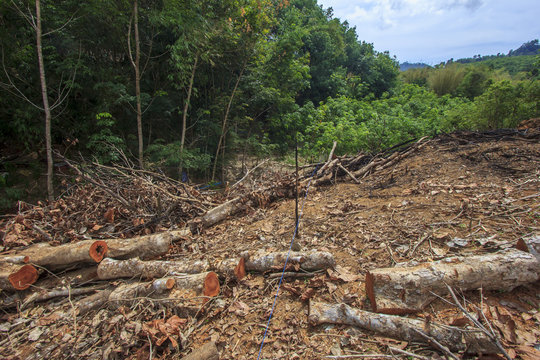 Deforestation environmental problem, rain forest destroyed for oil palm plantations
