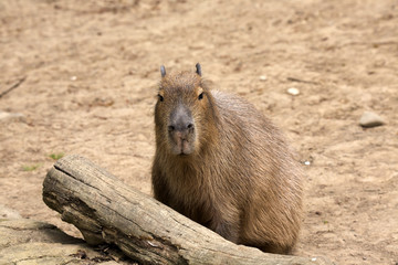 Hydrochoerus hydrochaeris Capybara, the largest rodent